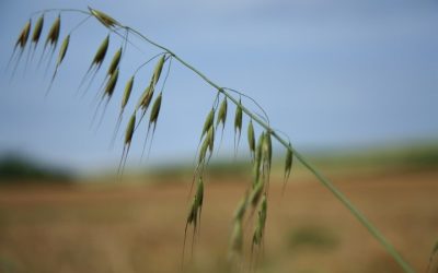 Η Ευρωπαϊκή Επιτροπή προωθεί νομοθεσία για την κατοχύρωση των σπόρων